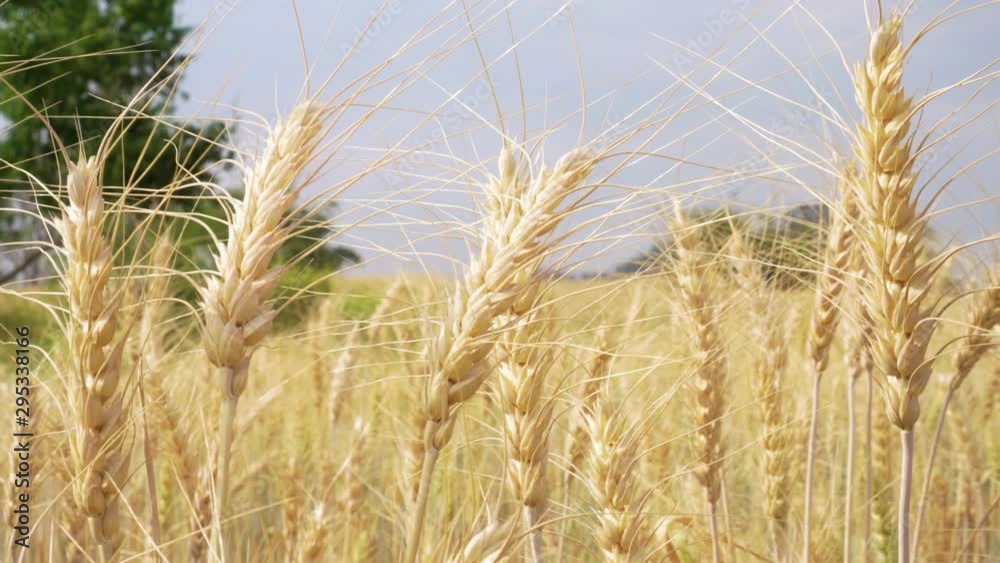 Close up of golden ripe barley plants with bright summer sun shine in a wheat field. Ears of wheat swaying in the breeze. Close up of golden ripe barley plants with bright summer sun shine in a wheat field. Ears of wheat swaying in the breeze.