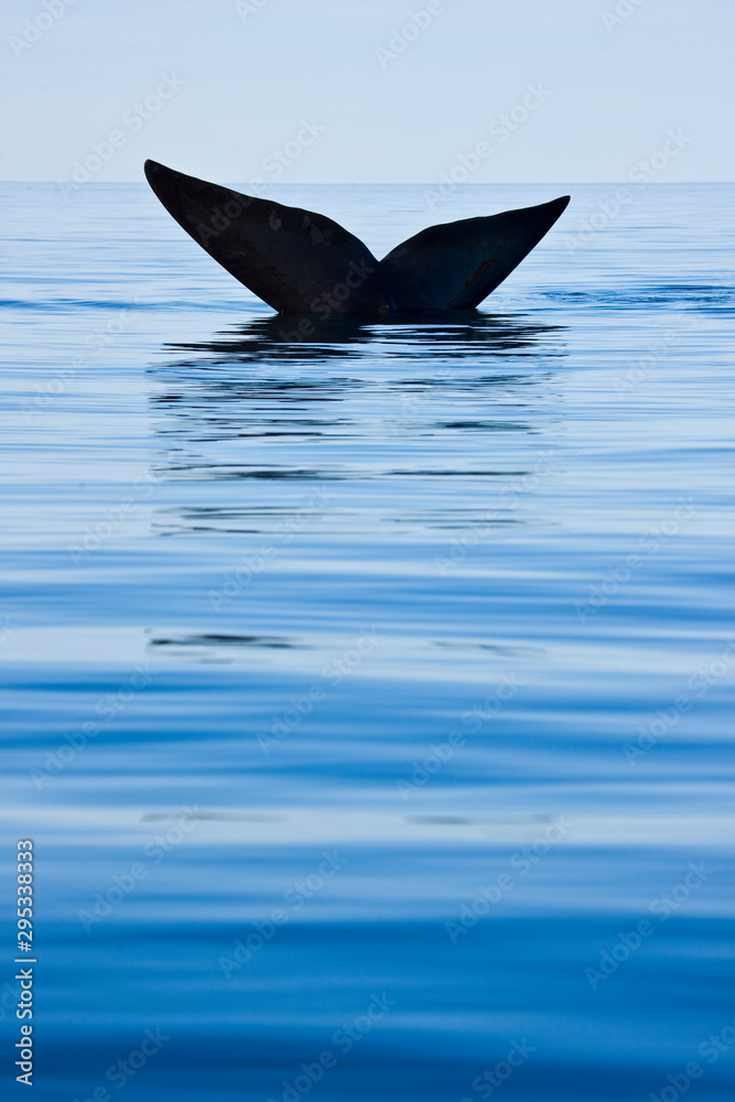 Fototapeta premium Ballena franca austral o meridional (Euabalaena australis),, Peninsula Valdes, Patagonia, Argentina