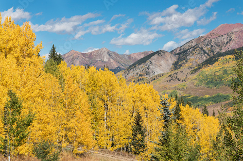 Autumn Aspen Color