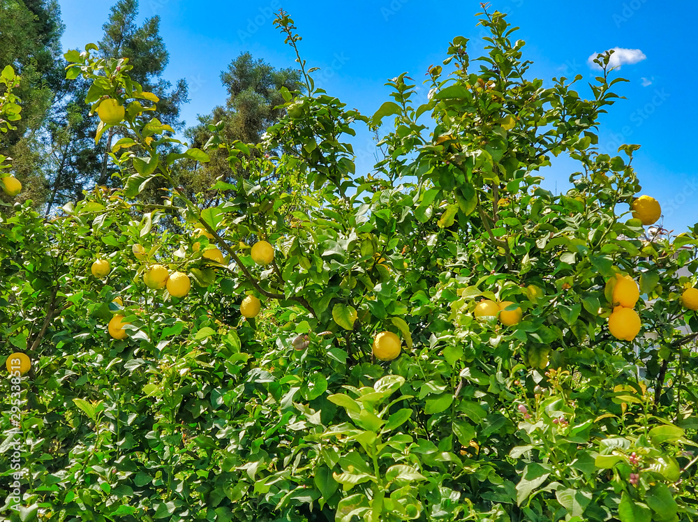 Ripe yellow lemons on a tree. Citrus Harvest in Cyprus Ripe yellow lemons on a tree. Citrus Harvest in Cyprus