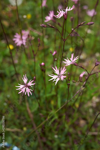 Lychnis flos-cuculi