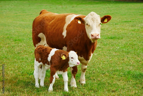 Kühe mit Kälbern bei Langhennersdorf Sachsen
