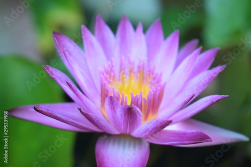 pink water lily