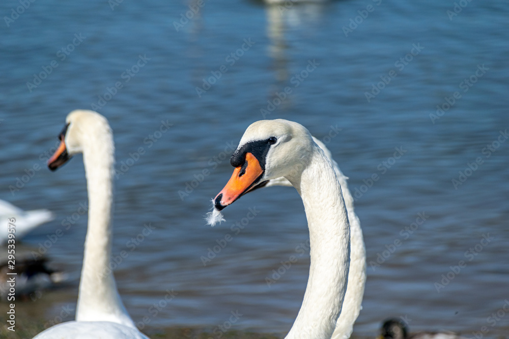 Adult mute swans swimming across the River Crouch from South Woodham Ferrers to Hullbridge, Essex, UK