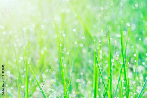 Raindrop on green grass field with sunlight in the morning. Fresh and pure nature background.