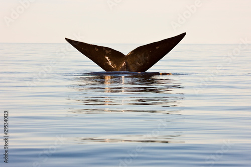 Ballena franca austral o meridional (Euabalaena australis),, Peninsula Valdes, Patagonia, Argentina