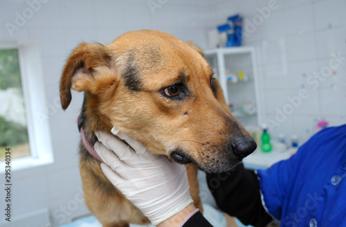 At the veterinary office. Veterinarian’s hand in a glove holding dog to vet it © Yurii Zushchyk