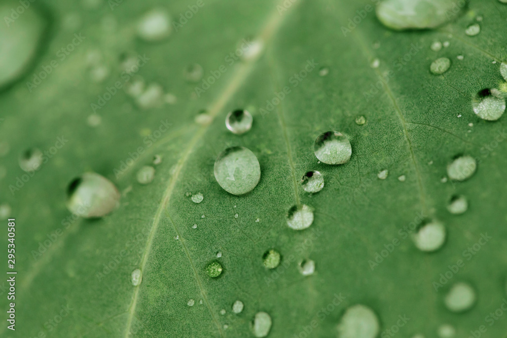 Drops of transparent rain water on a green leaf close up. Beautiful nature background. Drops of transparent rain water on a green leaf close up. Beautiful nature background.