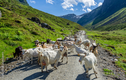 Goats on the road. Kandalen - Norway photo