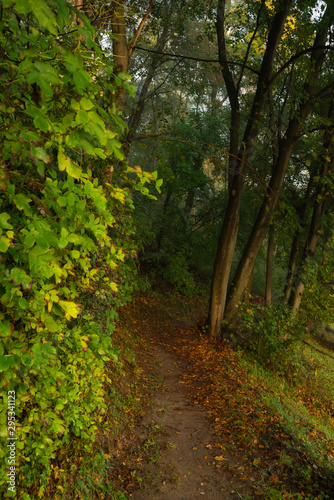 Forest trail in autumn scenery