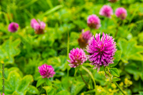 Beautiful pink-red color clover flowers - Trifolium pratense.