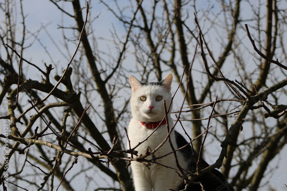 Fototapeta premium Kot 4