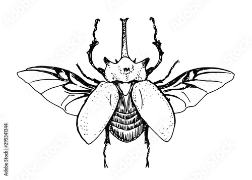 Megasoma elephas. Hand drawn sketch on white background.