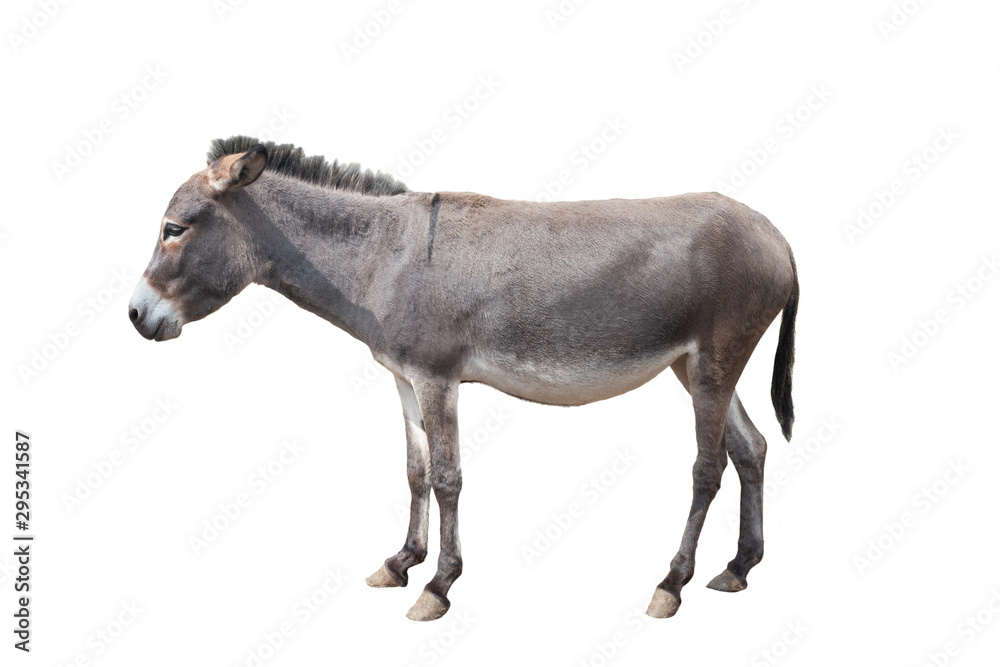 donkey isolated on white background donkey isolated on white background