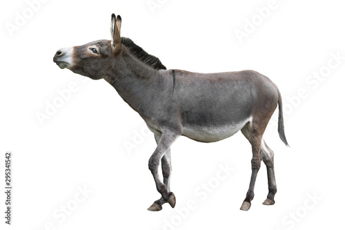  donkey isolated on white background