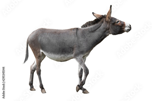  donkey isolated on white background © fotomaster