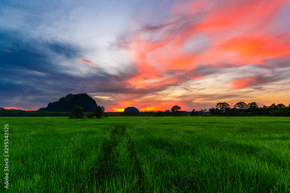 Fototapeta premium green field rice with sunset and twilight sky