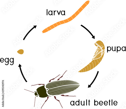 Life cycle of Click beetle (wireworm). Sequence of stages of development of Click beetle from egg and larva (wireworm) to adult beetle