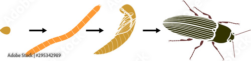 Life cycle of Click beetle (wireworm). Sequence of stages of development of Click beetle from egg and larva (wireworm) to adult beetle