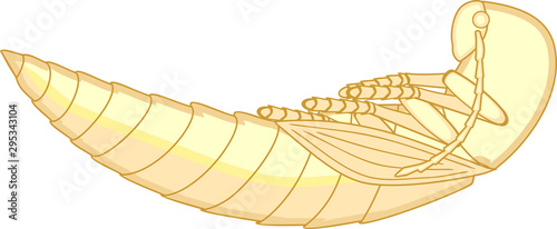 Pupa of Click beetle isolated on white background