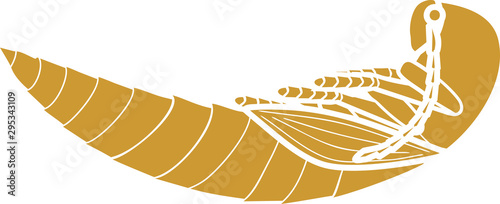 Silhouette of pupa of Click beetle isolated on white background