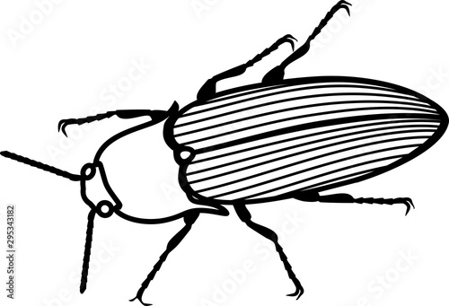 Coloring page. Imago of Click beetle isolated on white background