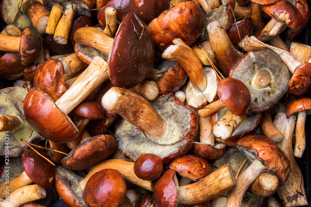 mushrooms straight from the forest as a background. From Above. Text space mushrooms straight from the forest as a background. From Above. Text space
