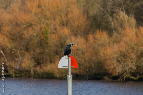 Foto Cormorant sitting on a river navigation sign in the middle of a river