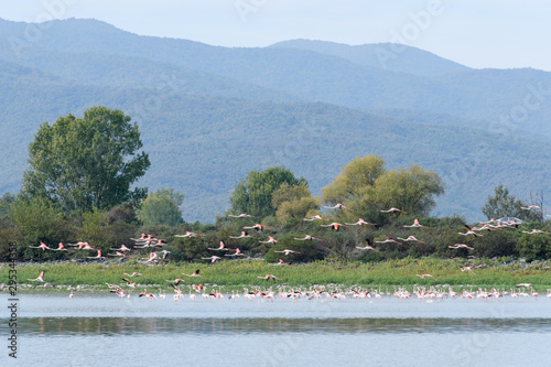 A flamboyance of flamingos