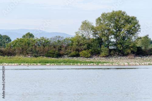 A flamboyance of flamingos photo