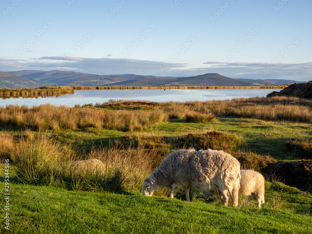 Fototapeta premium Sheep grazing on grass by Keepers Lake in Brecon Beacons, Wales UK on a sunny morning