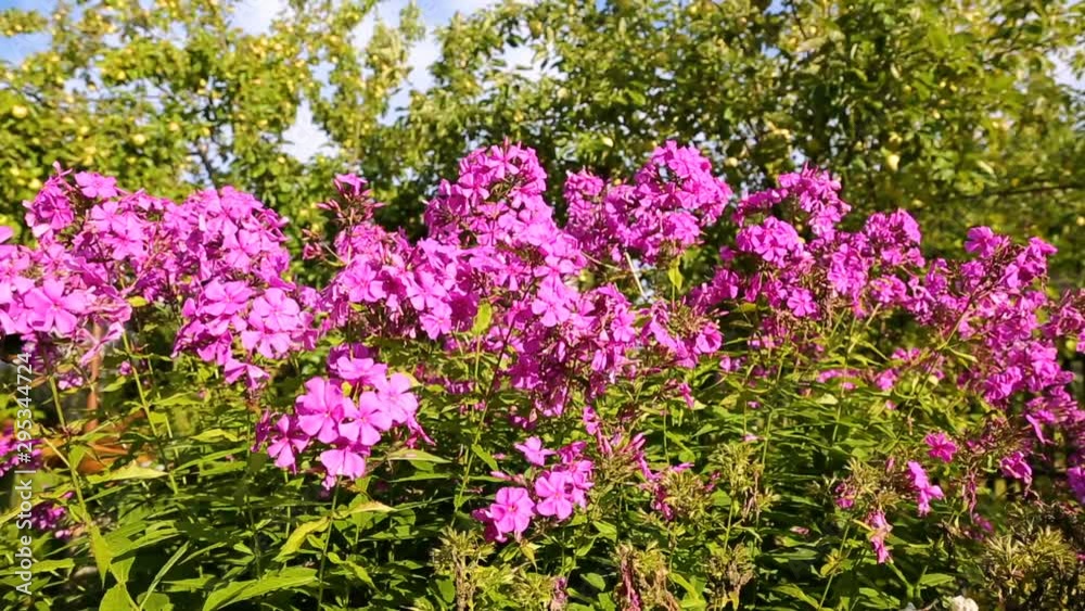 Pink decorative phlox flowers sway in the wind Pink decorative phlox flowers sway in the wind