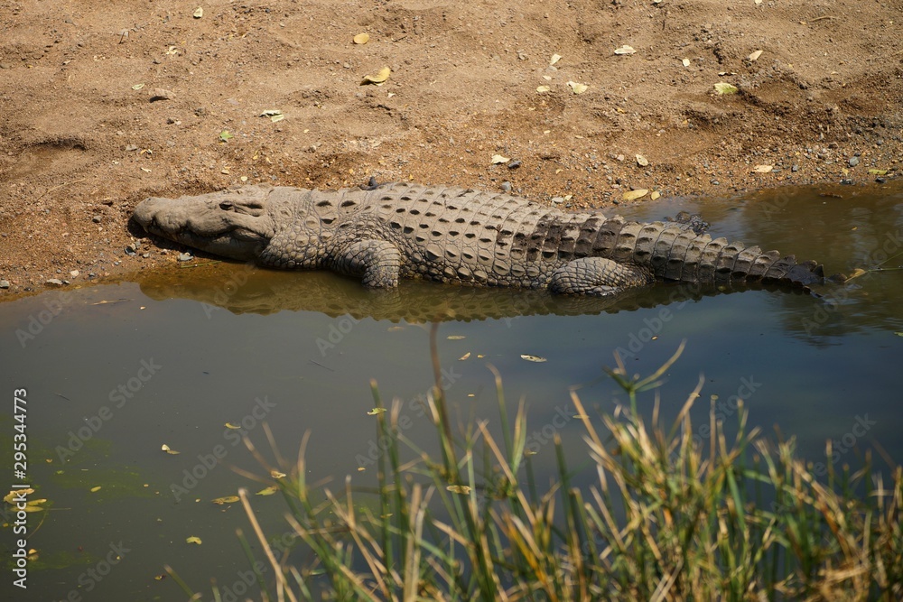 Crocodile in the river in South Africa Crocodile in the river in South Africa