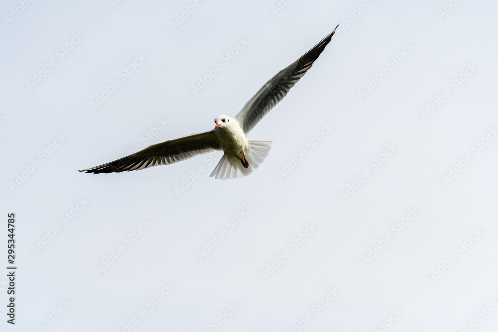 Obraz premium A lake gull flying with wings wide open