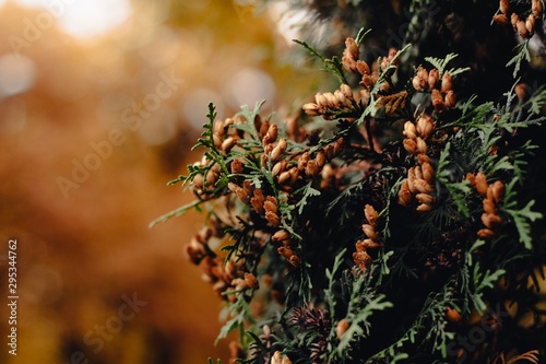 Dark colored golden and deep orange red leaves. Trendy atmospheric autumn backdrop. Warm fall moody landscape for your inspiration. Copy space