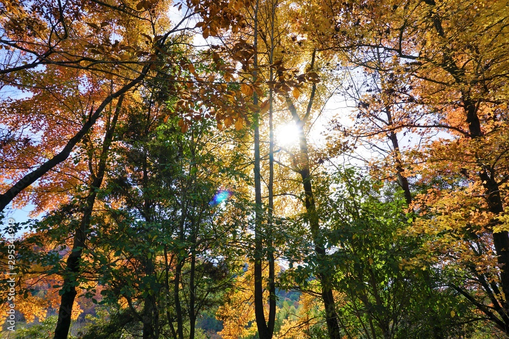 Fototapeta premium 山頂に降り注ぐ光と鮮やかな色彩の木々たち