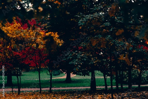 Dark colored golden and deep orange red leaves. Trendy atmospheric autumn backdrop. Warm fall moody landscape for your inspiration