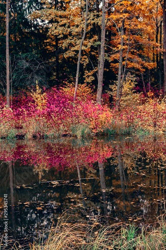 Dark colored golden and deep orange red leaves. Trendy atmospheric autumn backdrop. Warm fall moody landscape for your inspiration