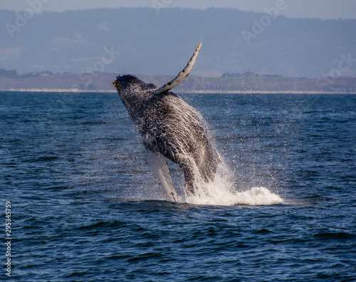 Jumping Whale 