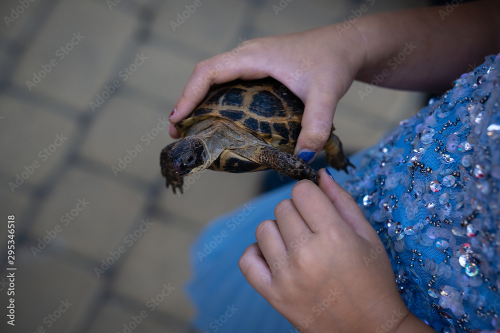 little turtle in the hands of a girl in a blue dress with sequins. Top view Horizontal orientation. Blurry background little turtle in the hands of a girl in a blue dress with sequins. Top view Horizontal orientation. Blurry background