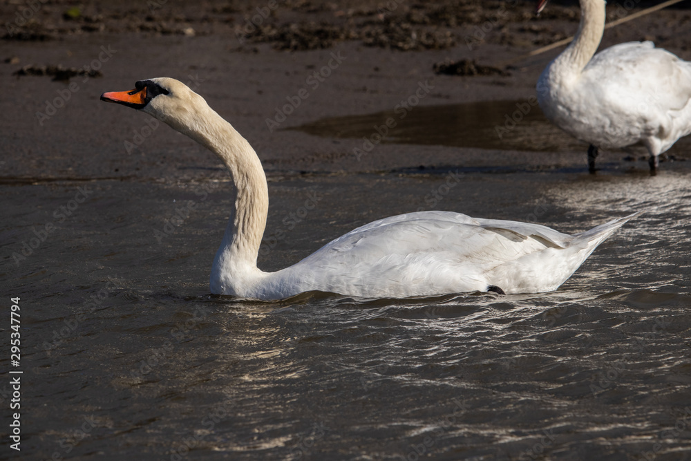 Obraz premium Two Swans on the Truro river