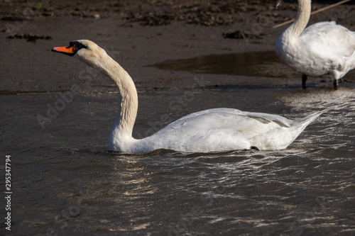 Fototapeta Naklejka Na Ścianę i Meble -  Two Swans on the Truro river