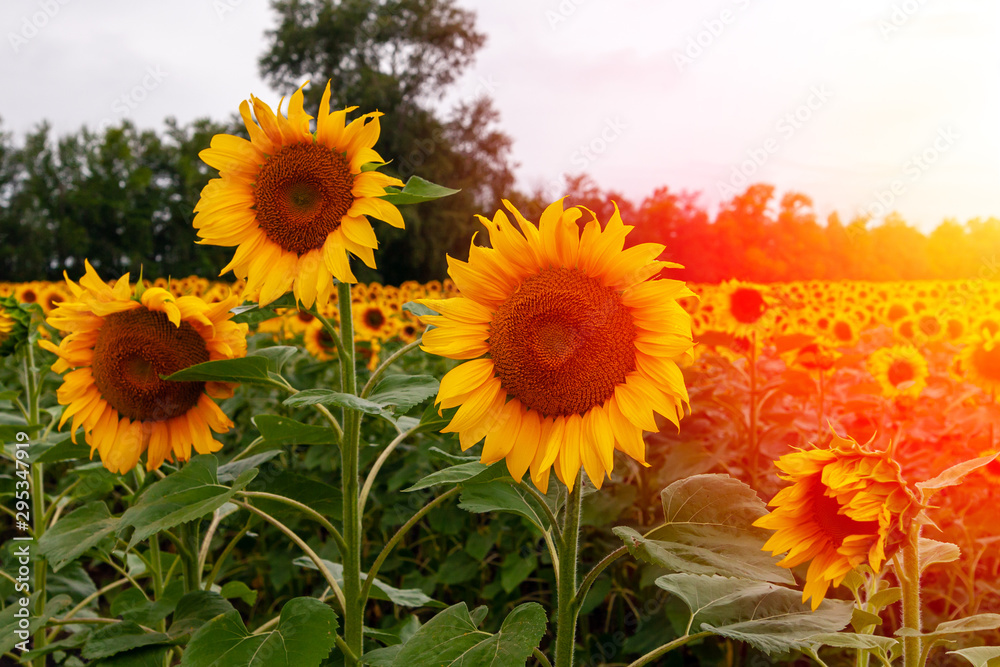 Sunflowers close-up at sunset.