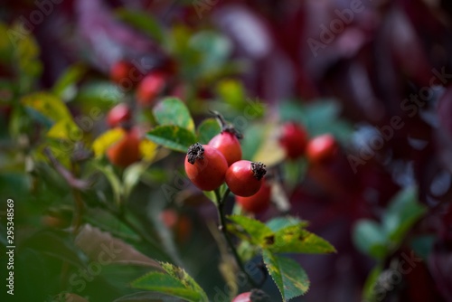 Rose hip tea, photo for red abstract background with healthy nutrition.