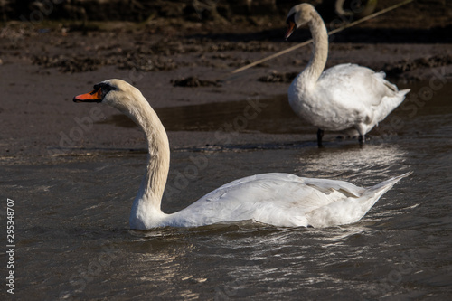 Two Swans on the Truro river