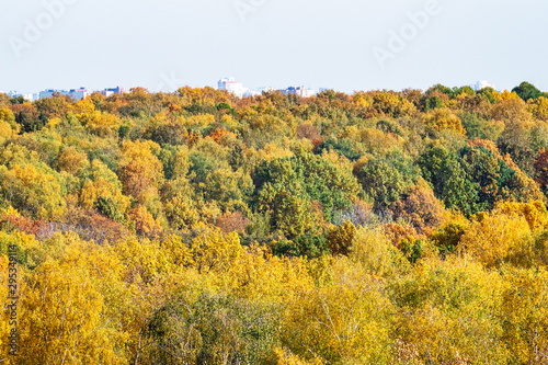 colorful trees in city park on sunny autumn day