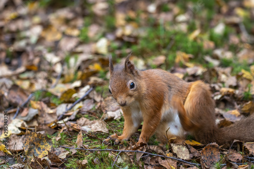 red squirrel  Sciurus vulgaris  close up portrait on moss and forest floor covered in the orange autumn leaves within a pine and birch forest  Scotland.