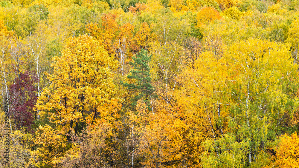 panoramic view of colorful forest in autumn