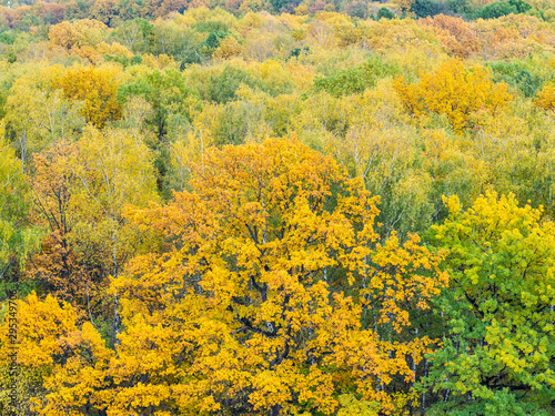 yellow oak tree in colorful forest on autumn day