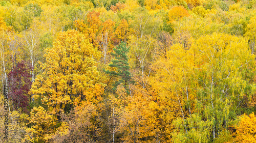 panoramic view of colorful forest in autumn